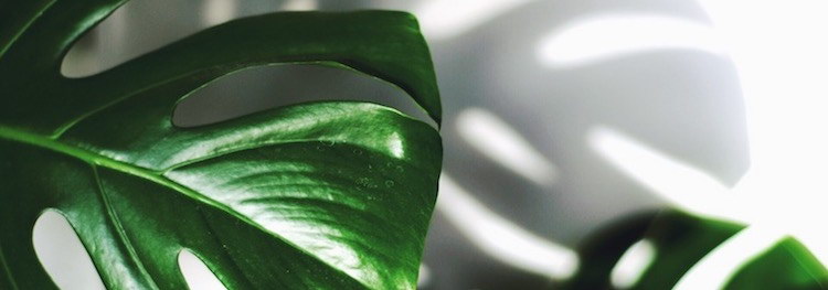 8 Ways Indoor Plants Can Improve Your Health