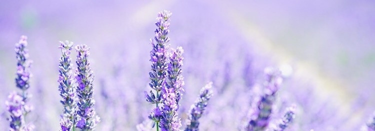 The Essential Oil Essentials: How to Use Them + Our Top 10 Oils for Everyday